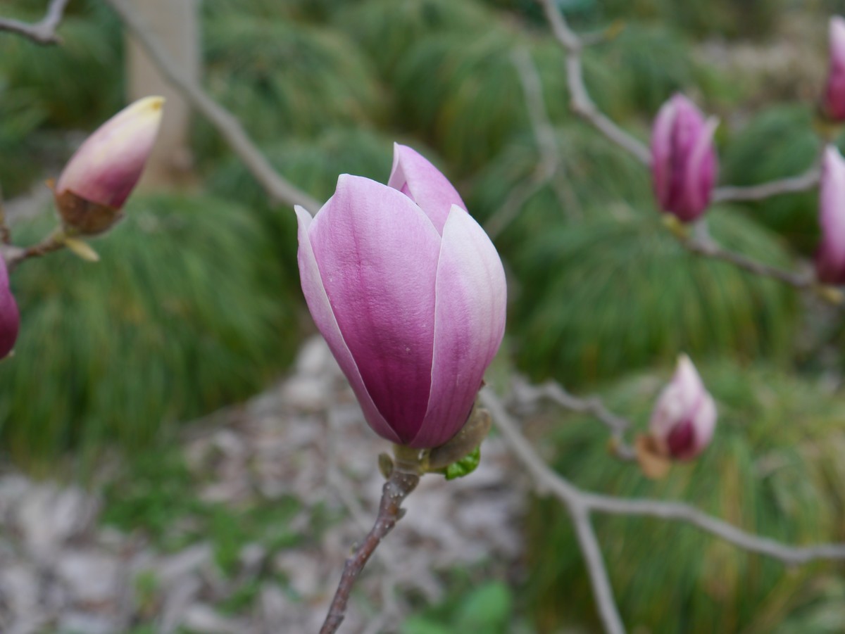 江南行之扬州篇--瘦西湖赏花（3）