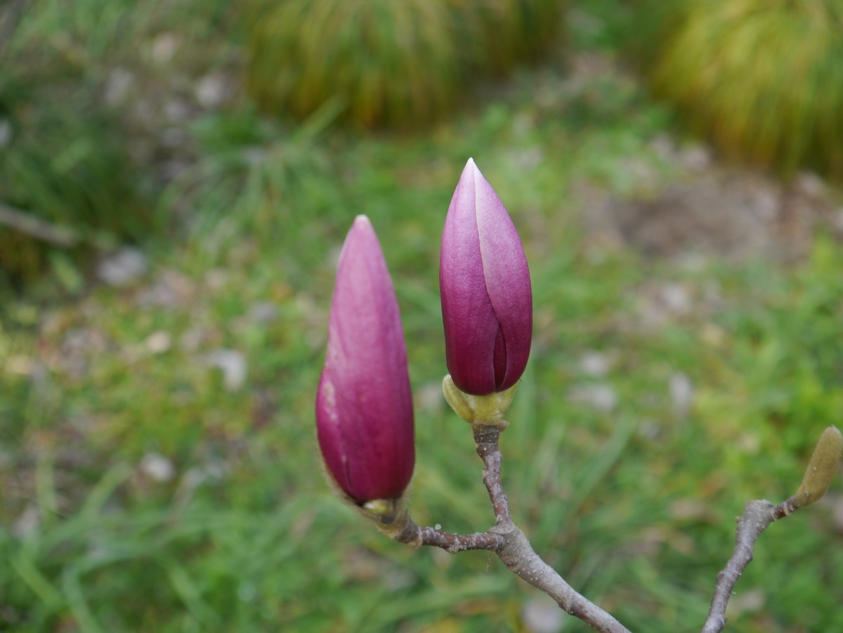 江南行之扬州篇--瘦西湖赏花（3）