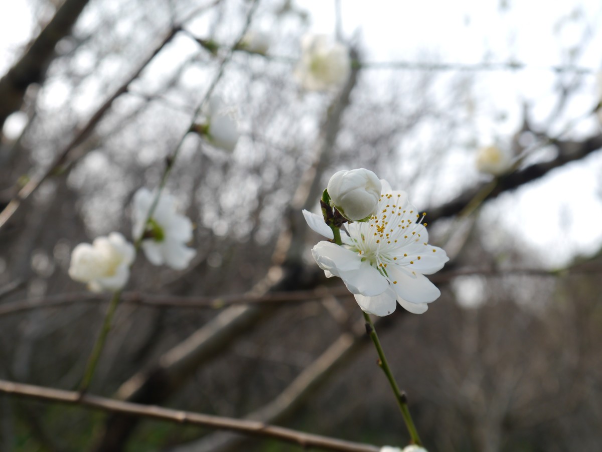 江南行之扬州篇--瘦西湖赏花（3）