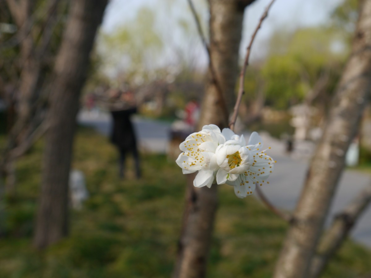 江南行之扬州篇--瘦西湖赏花（3）