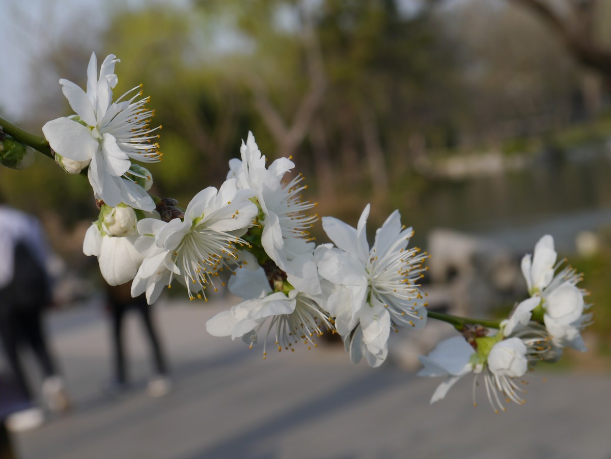 江南行之扬州篇--瘦西湖赏花（3）