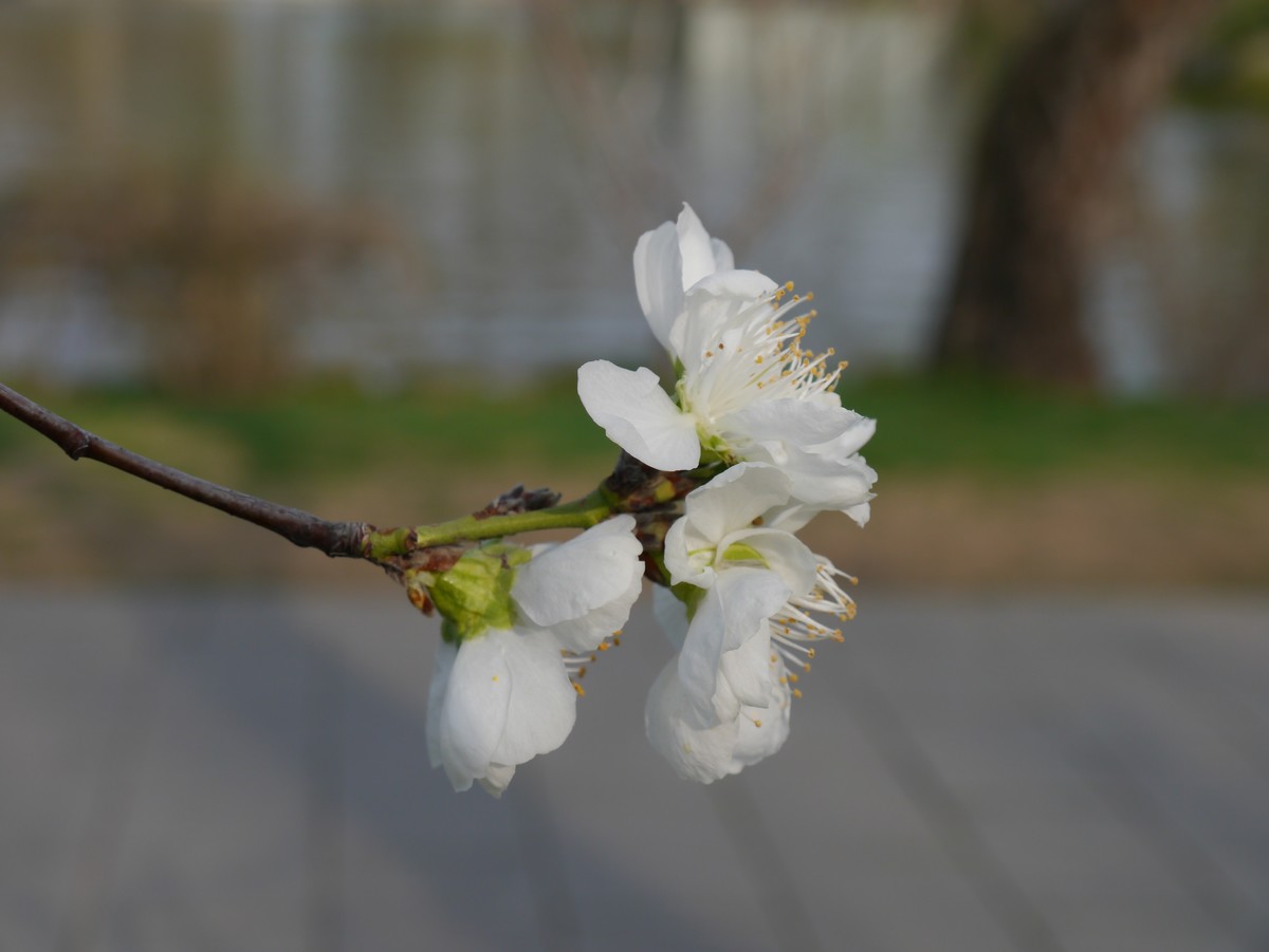 江南行之扬州篇--瘦西湖赏花（3）