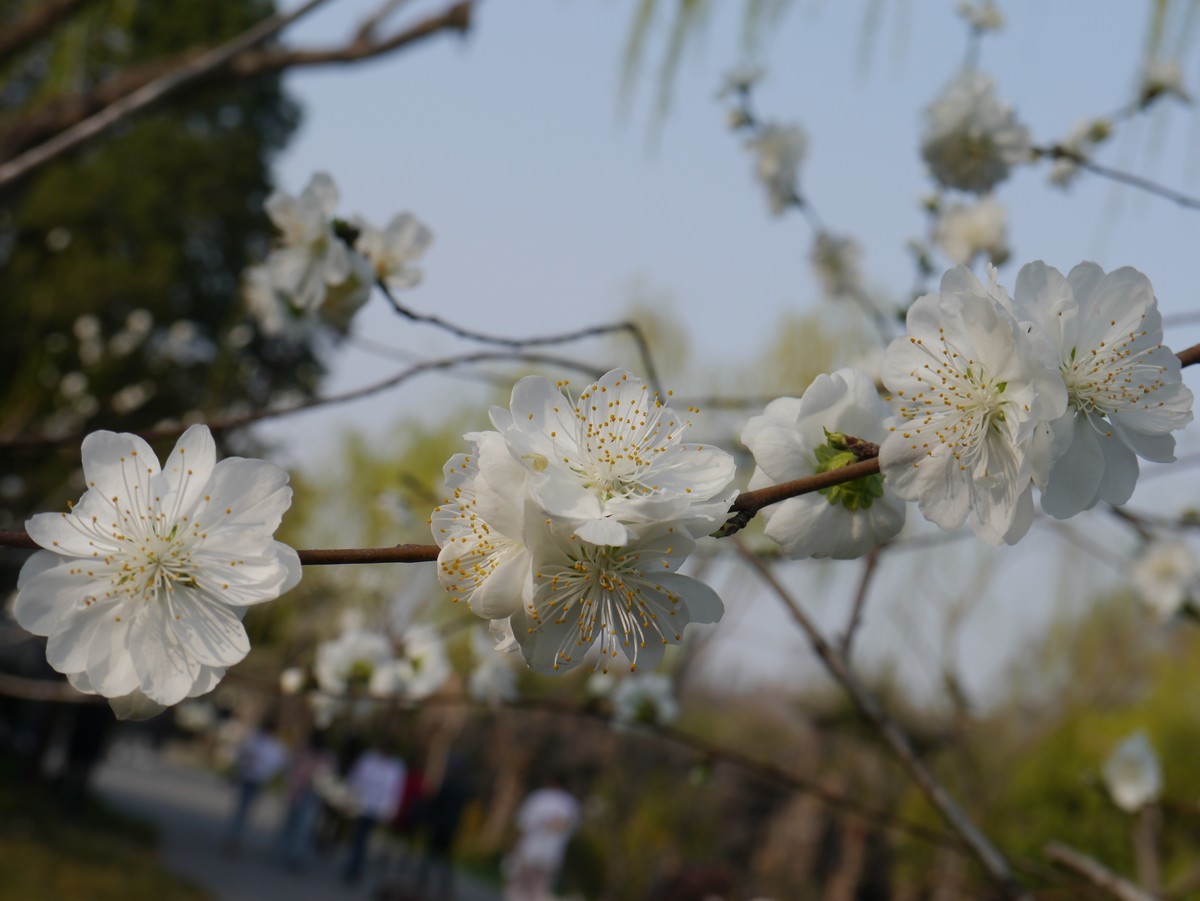 江南行之扬州篇--瘦西湖赏花（3）