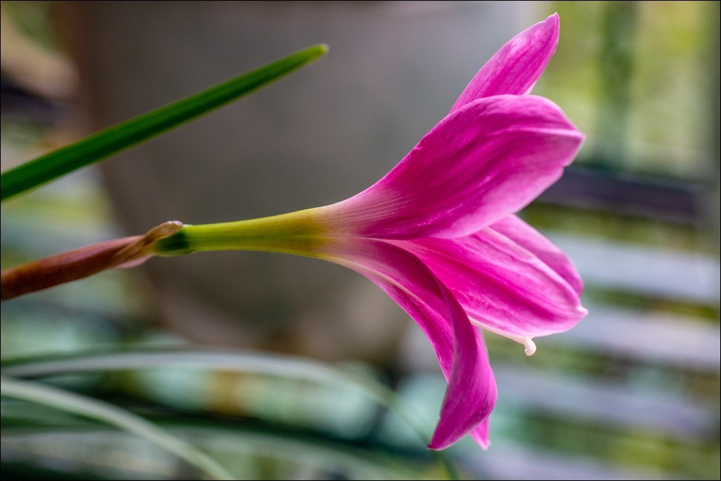风雨兰-中关村在线摄影论坛