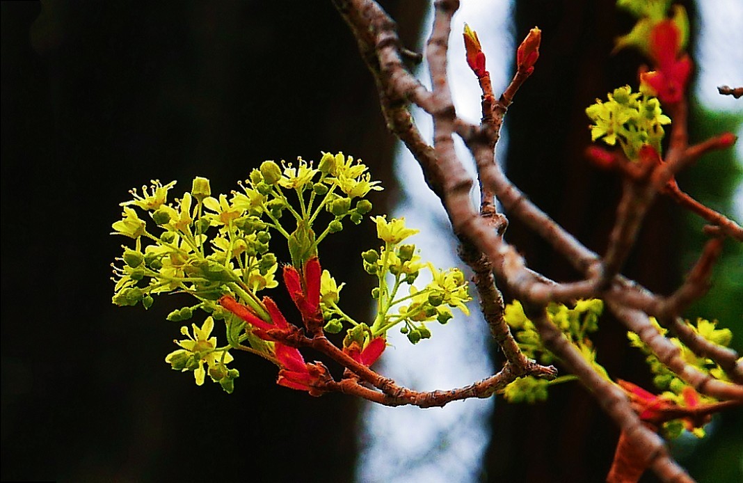 溜圈扫街抓拍片《风景，花草还有跳舞的美女》