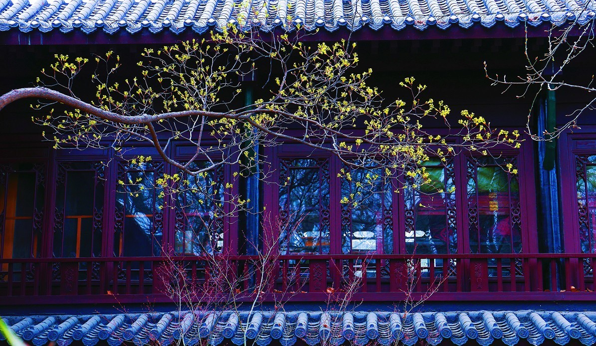 溜圈扫街抓拍片《风景，花草还有跳舞的美女》