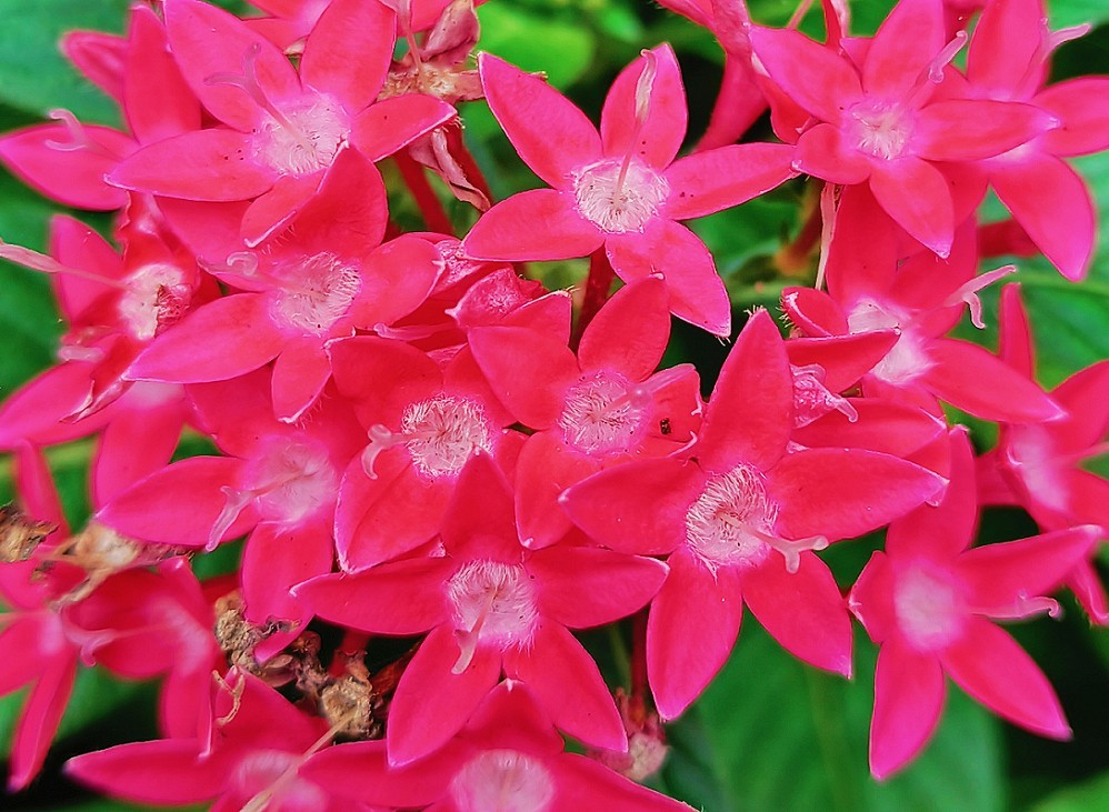 溜圈扫街抓拍片《风景，花草还有跳舞的美女》