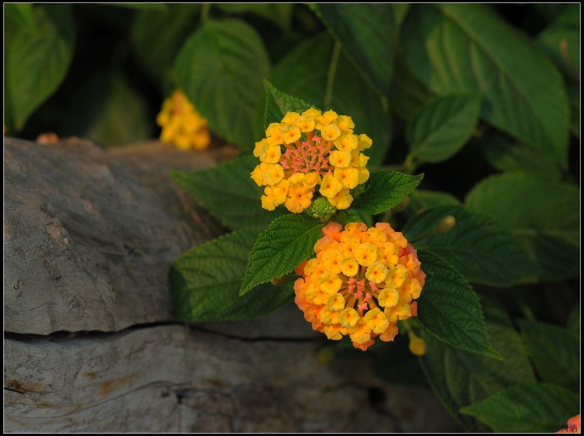 马缨丹（五色梅）