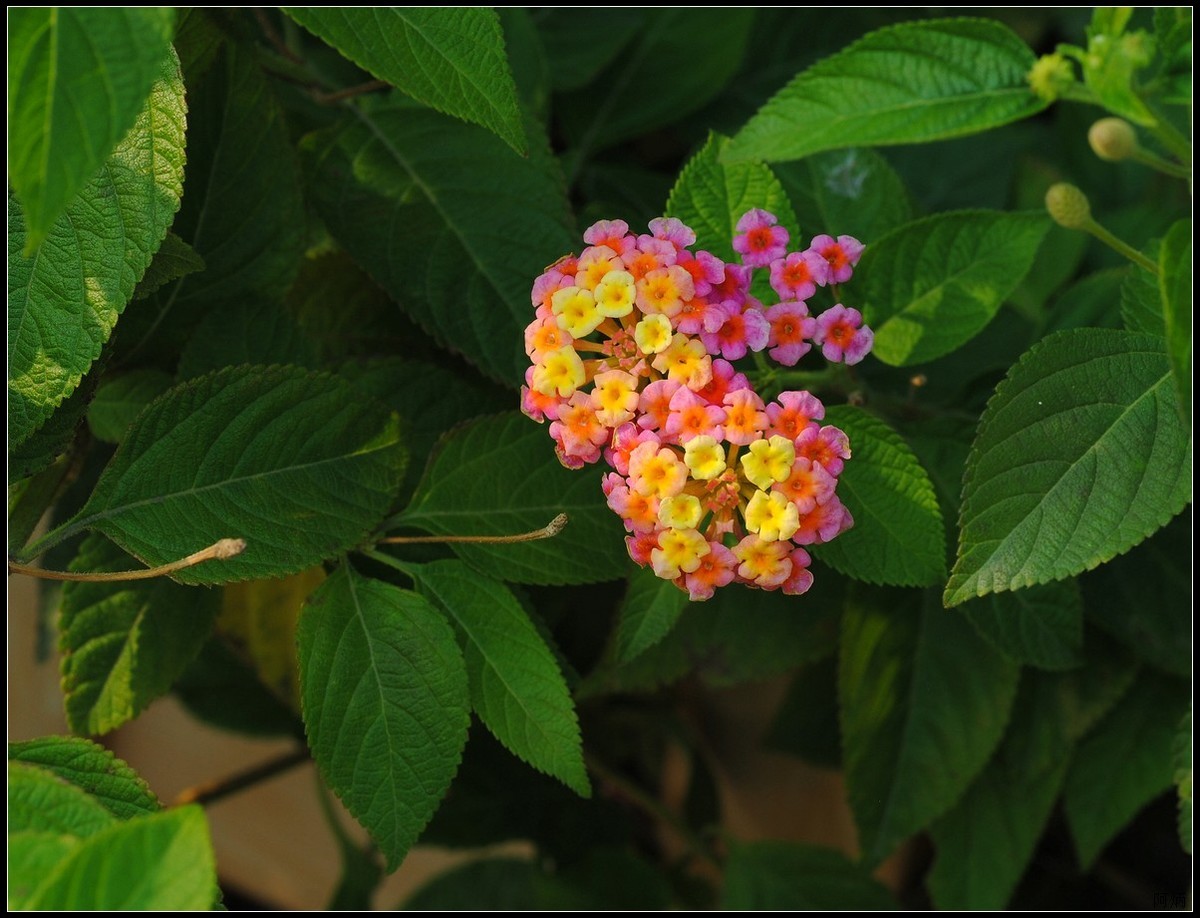 马缨丹（五色梅）