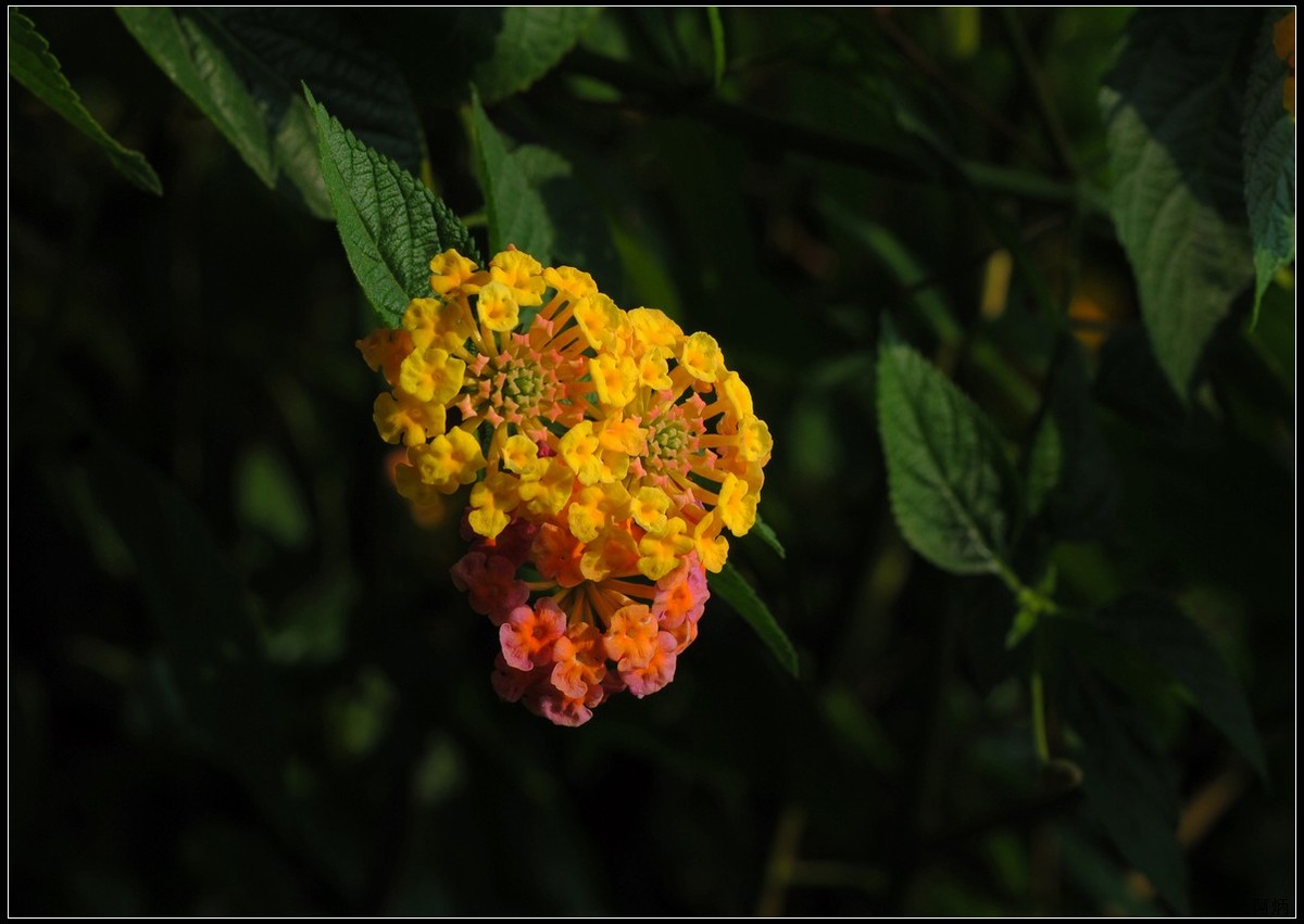 马缨丹（五色梅）