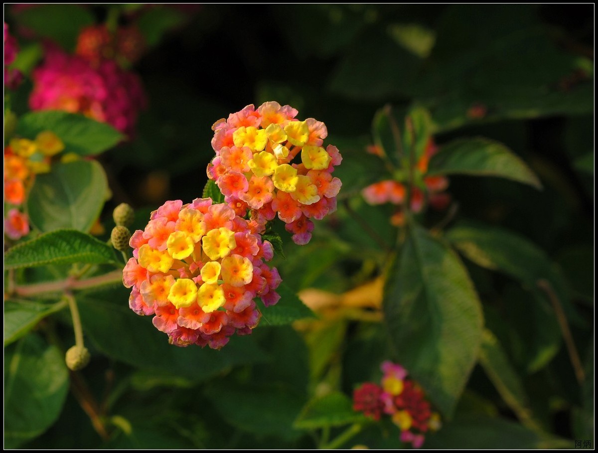 马缨丹（五色梅）