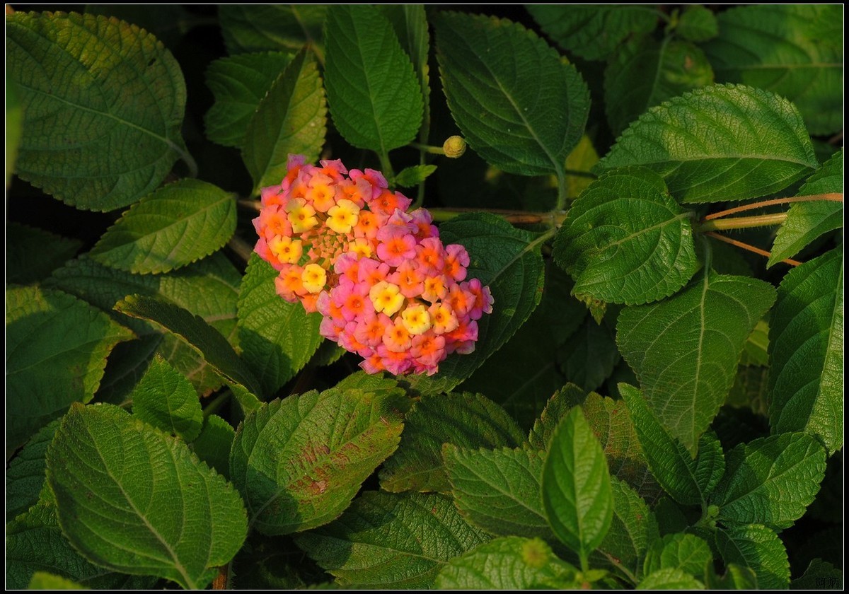 马缨丹（五色梅）