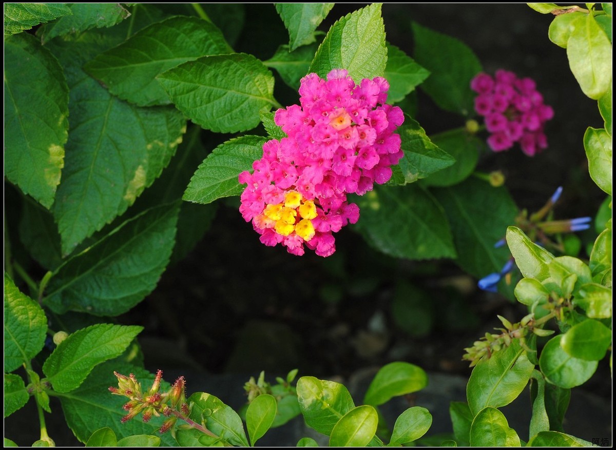 马缨丹（五色梅）