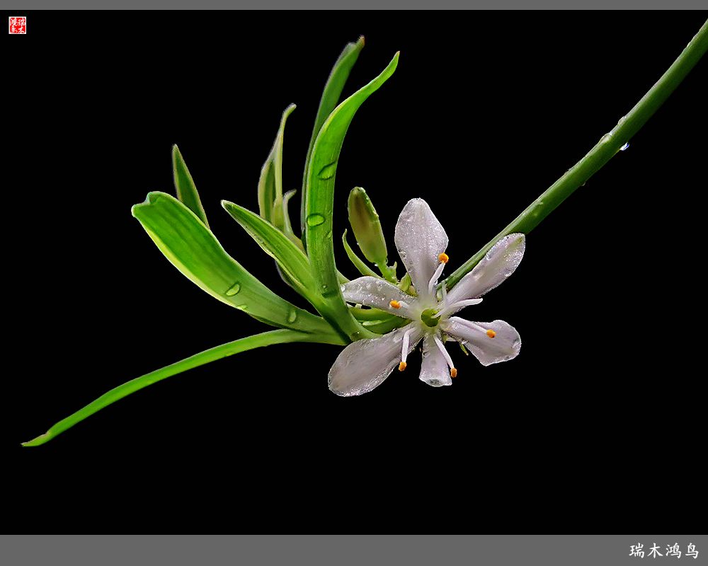 【2023之花季】吊兰花开