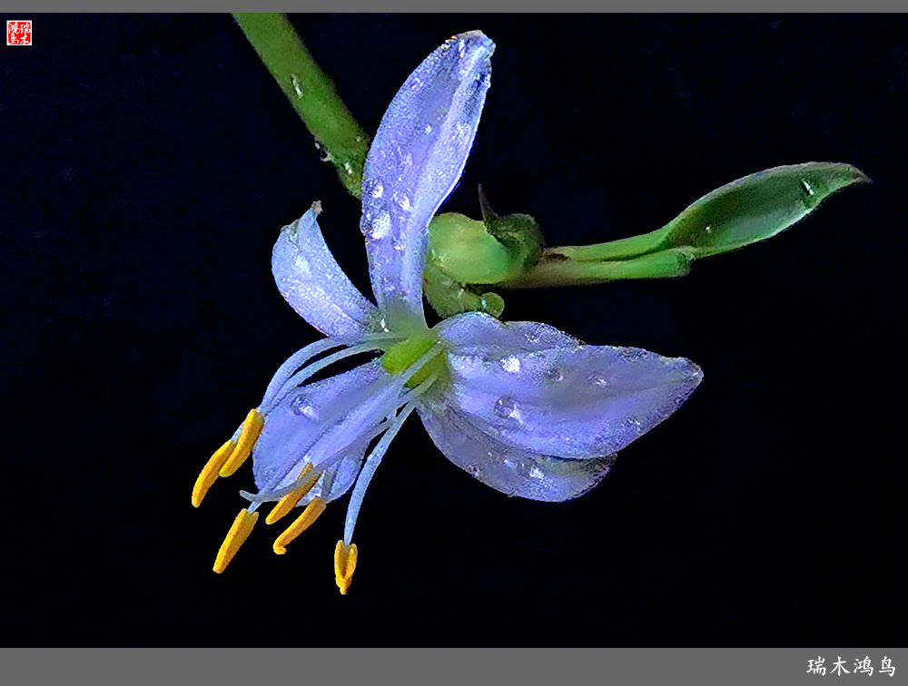 【2023之花季】吊兰花开