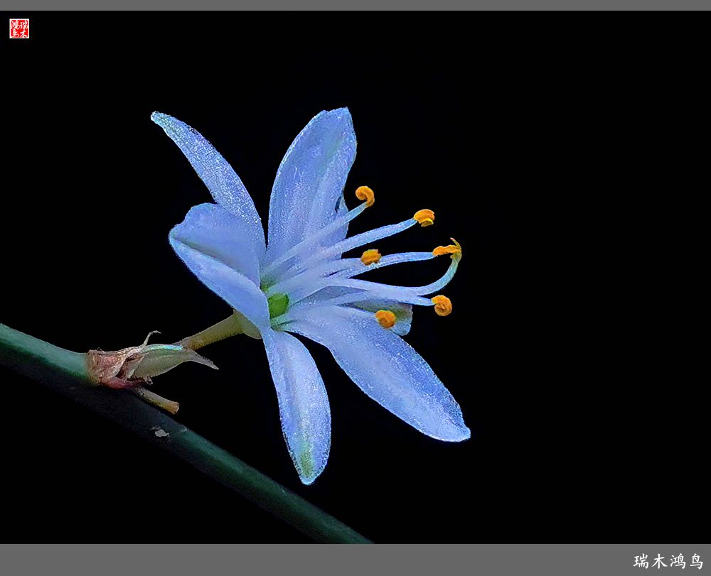 【2023之花季】吊兰花开