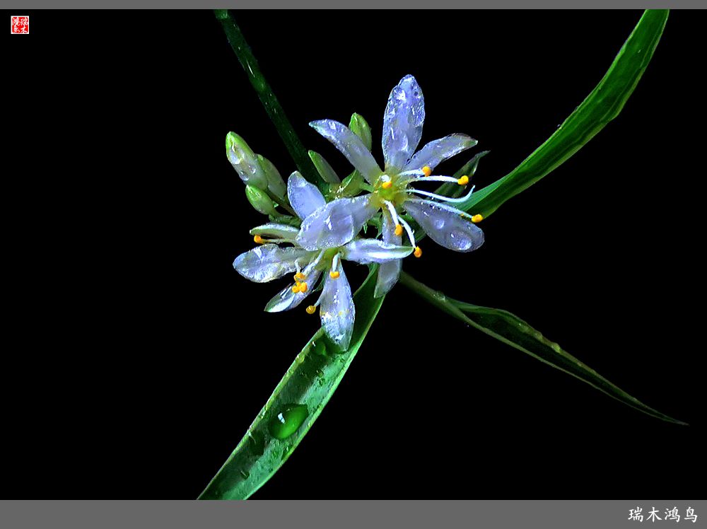 【2023之花季】吊兰花开