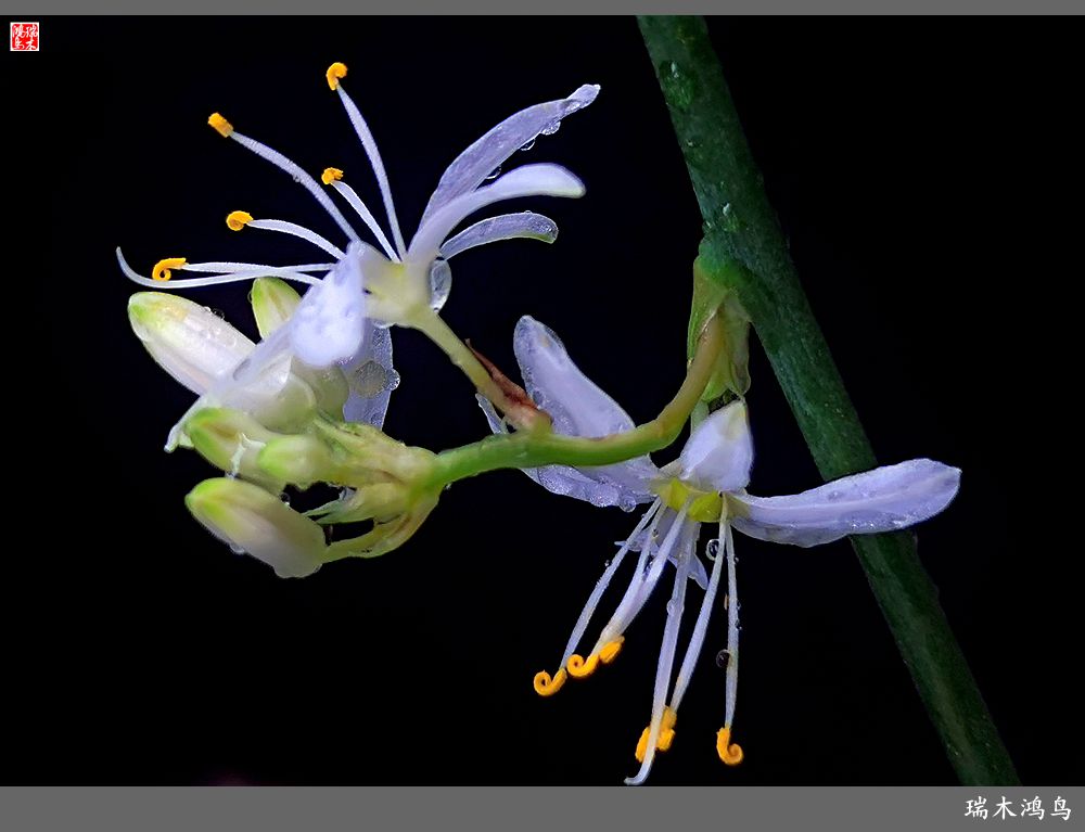 【2023之花季】吊兰花开