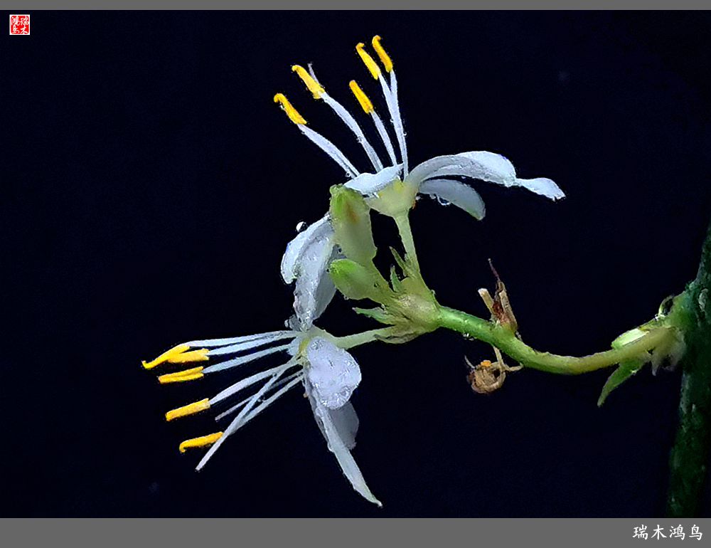 【2023之花季】吊兰花开