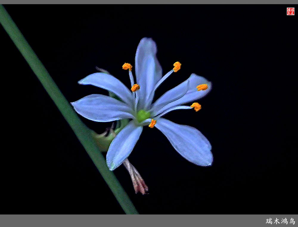 【2023之花季】吊兰花开