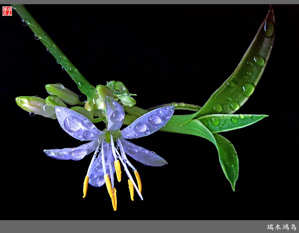 【2023之花季】吊兰花开