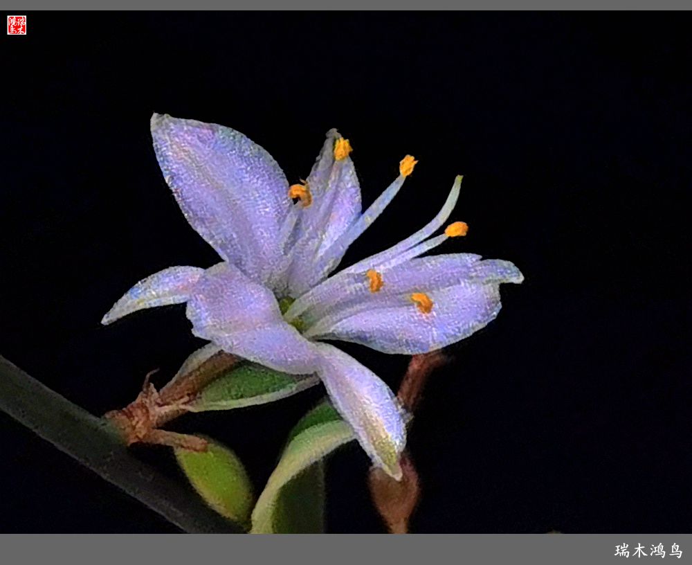 【2023之花季】吊兰花开