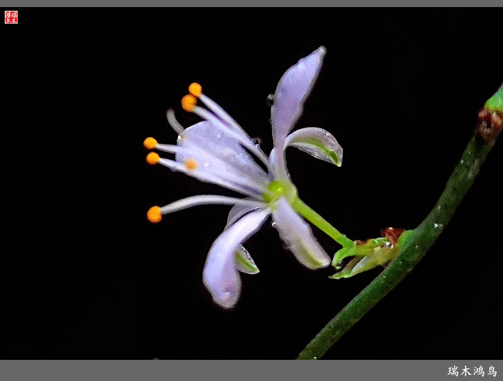 【2023之花季】吊兰花开