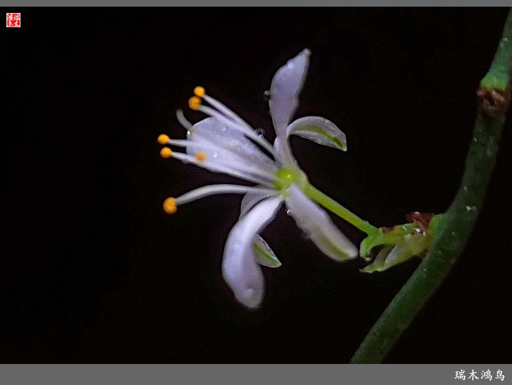 【2023之花季】吊兰花开