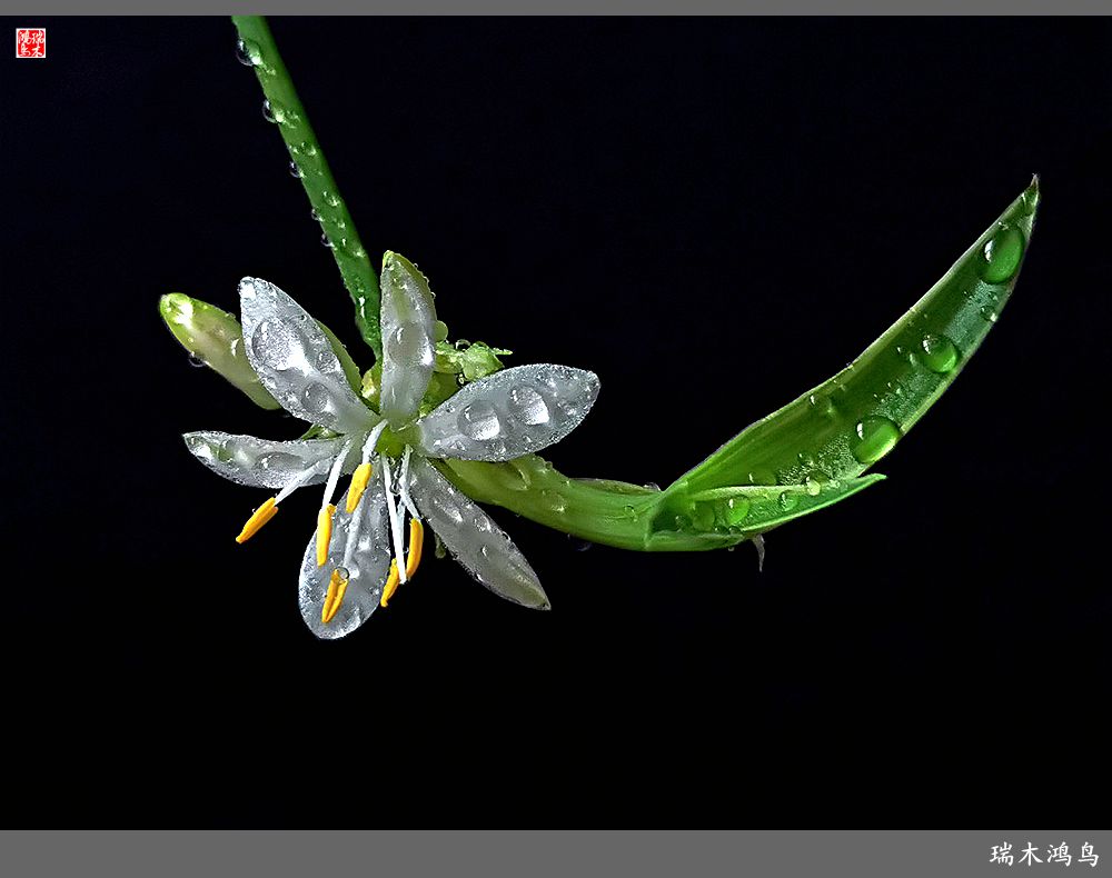 【2023之花季】吊兰花开