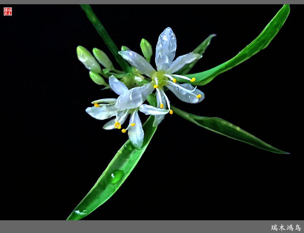 【2023之花季】吊兰花开