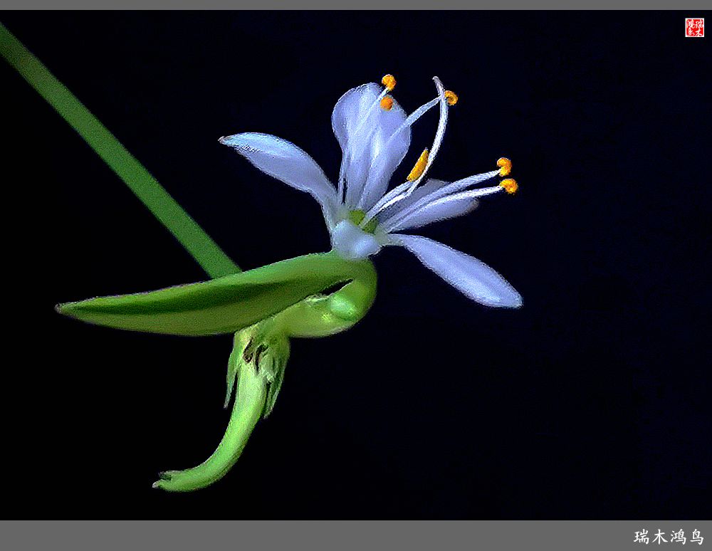 【2023之花季】吊兰花开