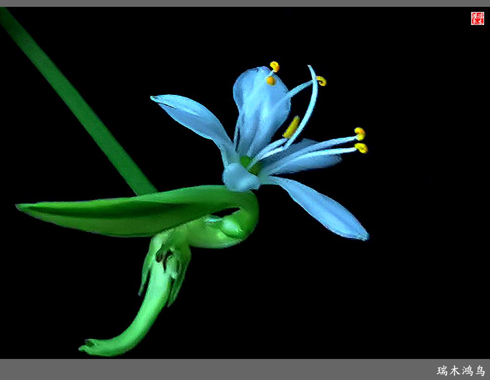 【2023之花季】吊兰花开