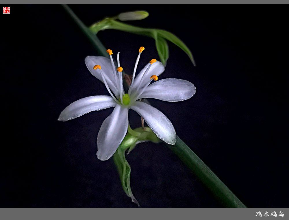 【2023之花季】吊兰花开