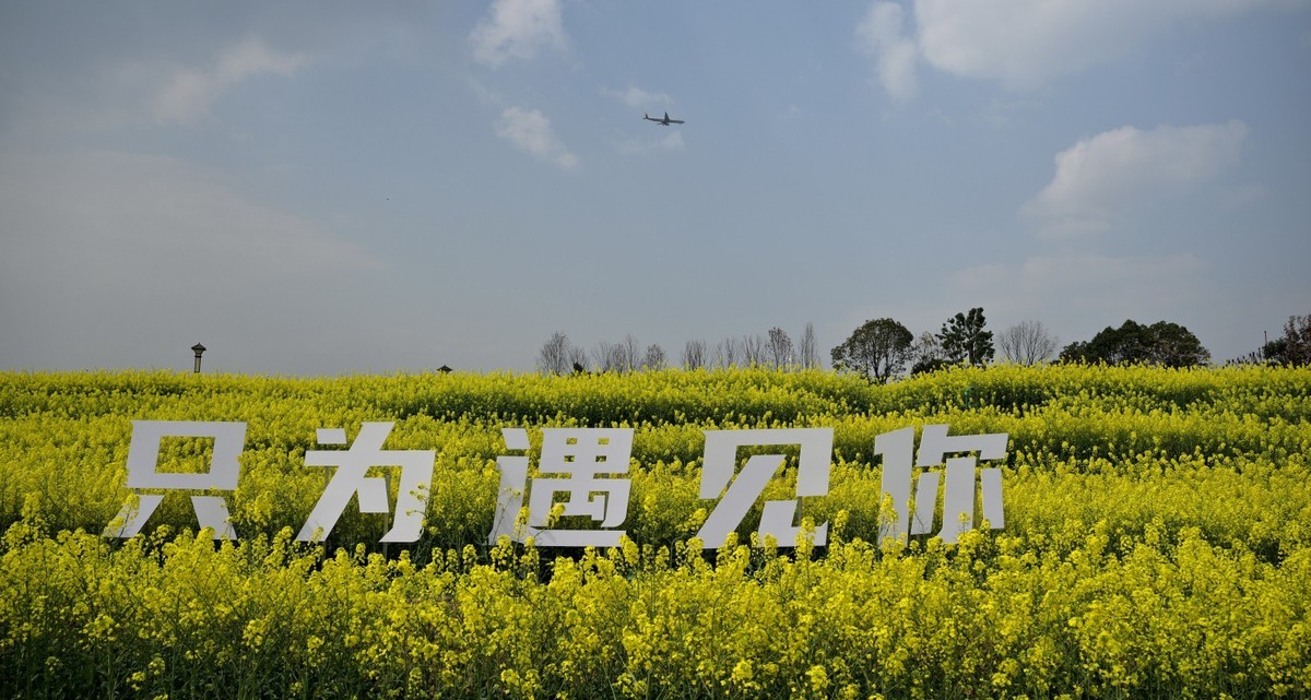 丰收之花 油的色彩