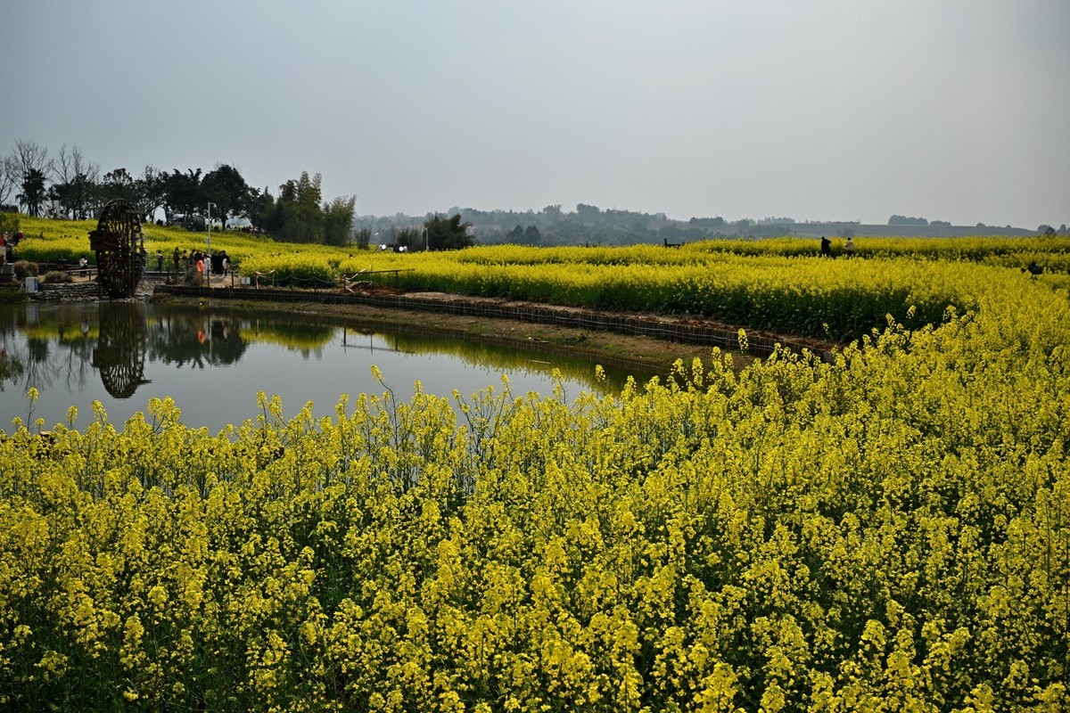 丰收之花 油的色彩