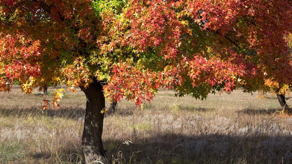 内蒙古代钦塔拉五角枫生态景区
