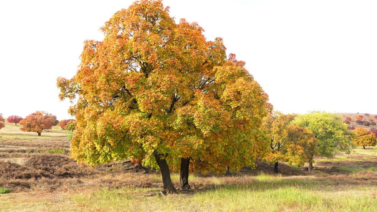 内蒙古代钦塔拉五角枫生态景区
