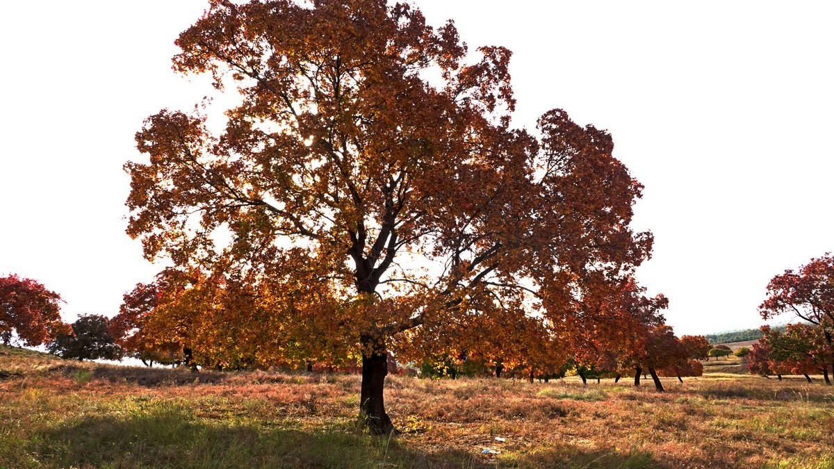 内蒙古代钦塔拉五角枫生态景区