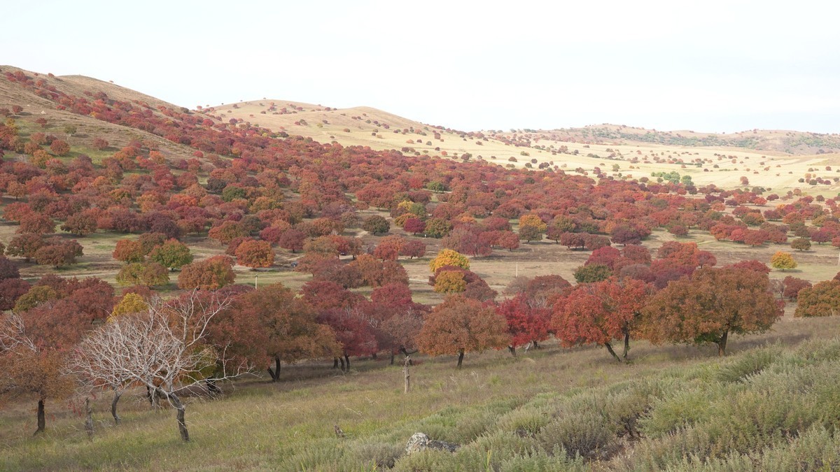 内蒙古代钦塔拉五角枫生态景区