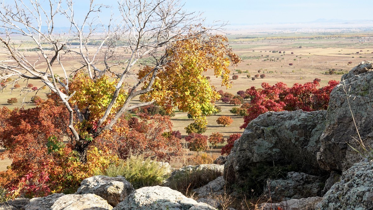 内蒙古代钦塔拉五角枫生态景区