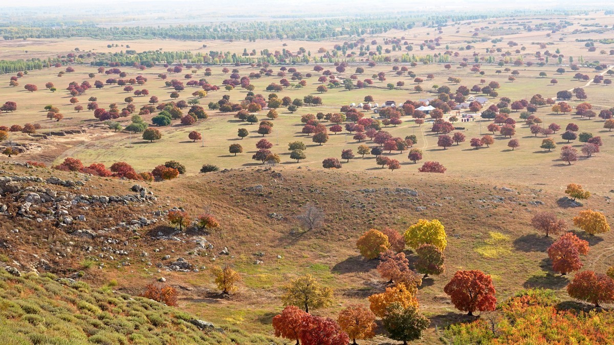 内蒙古代钦塔拉五角枫生态景区