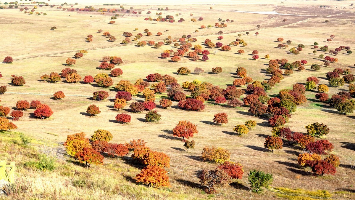 内蒙古代钦塔拉五角枫生态景区