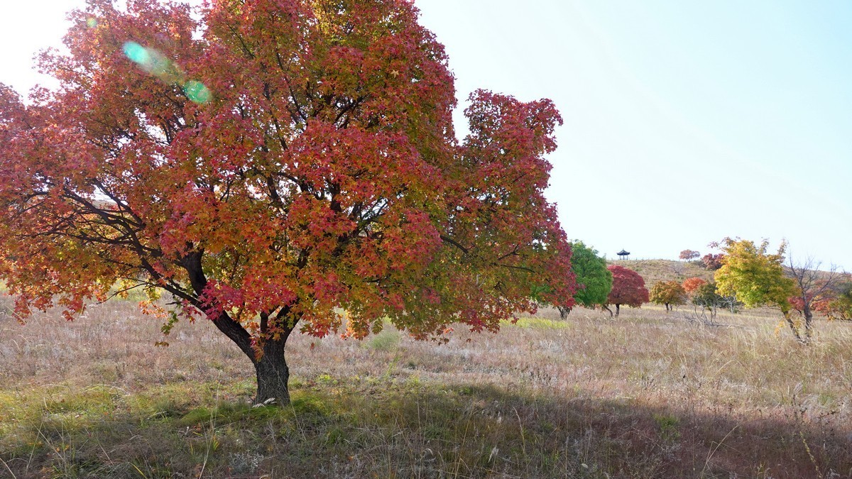 内蒙古代钦塔拉五角枫生态景区