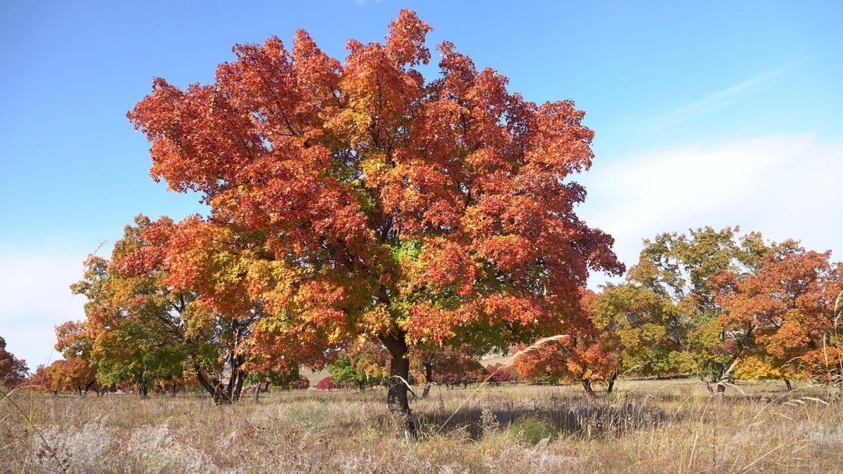 内蒙古代钦塔拉五角枫生态景区