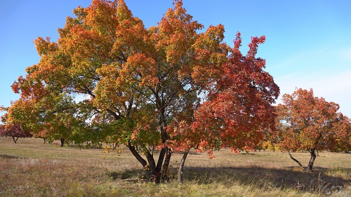 内蒙古代钦塔拉五角枫生态景区
