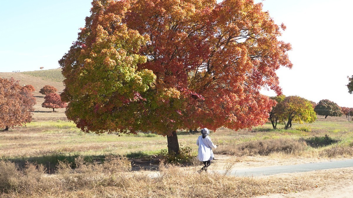 内蒙古代钦塔拉五角枫生态景区