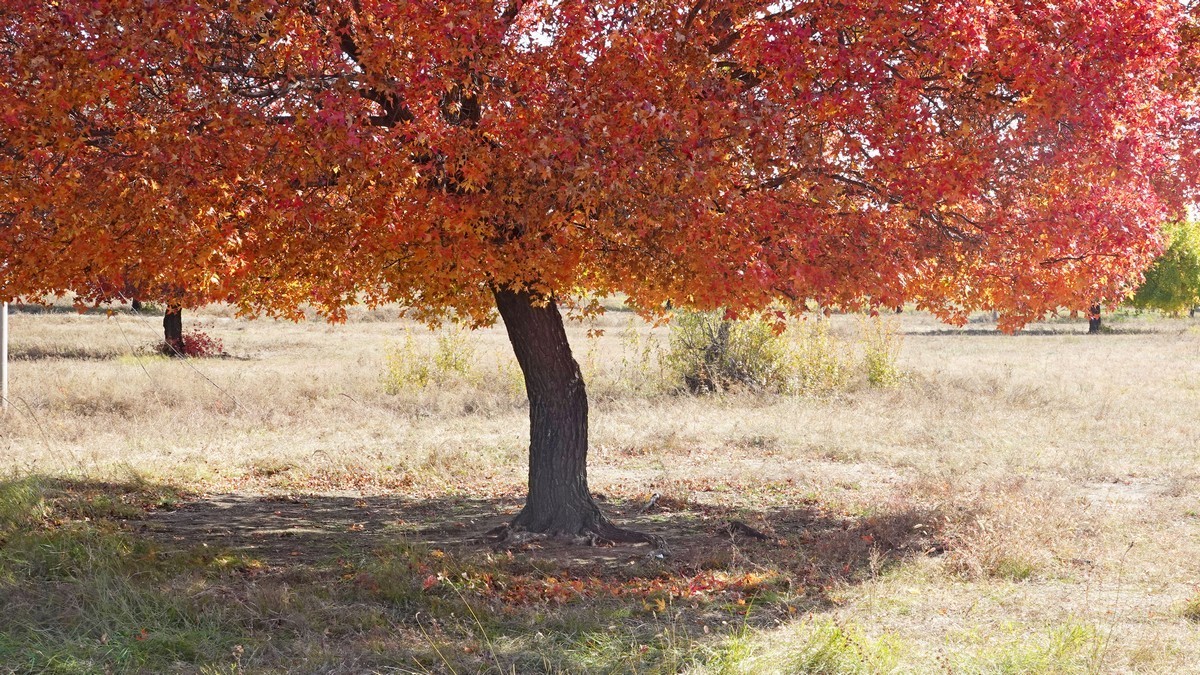 内蒙古代钦塔拉五角枫生态景区