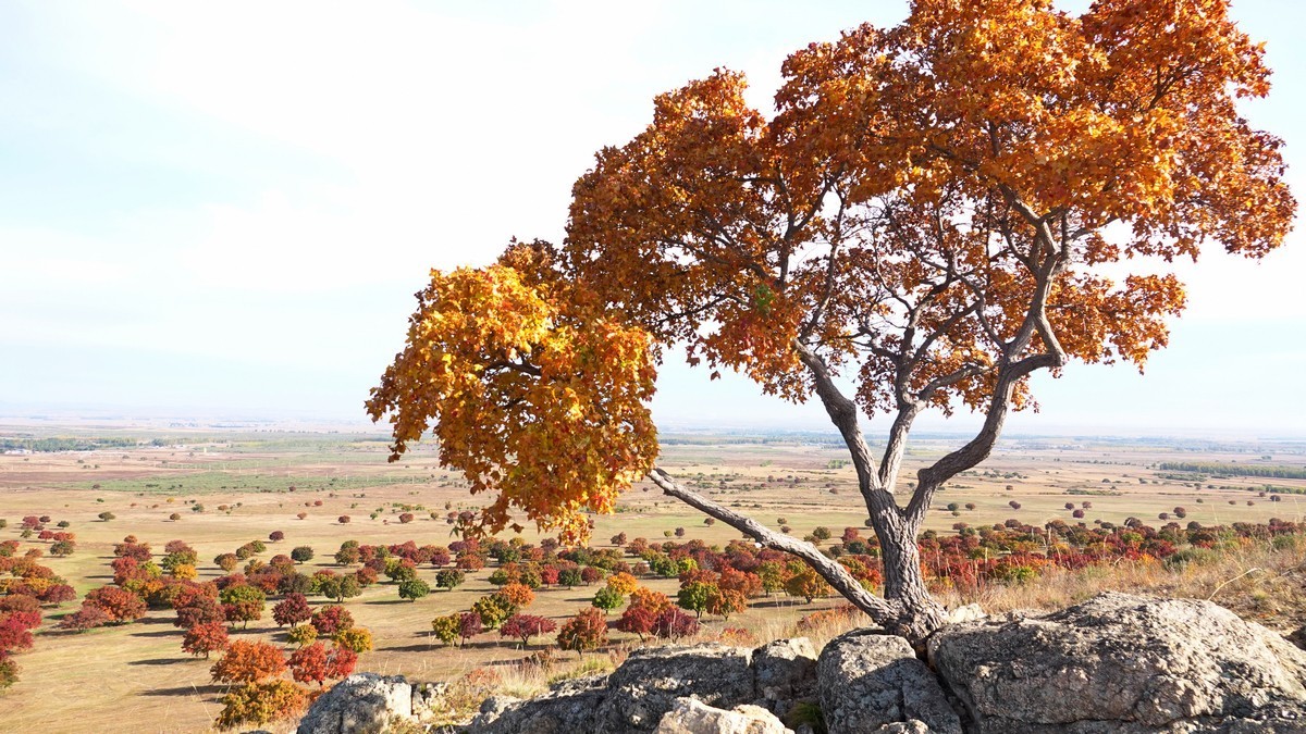内蒙古代钦塔拉五角枫生态景区