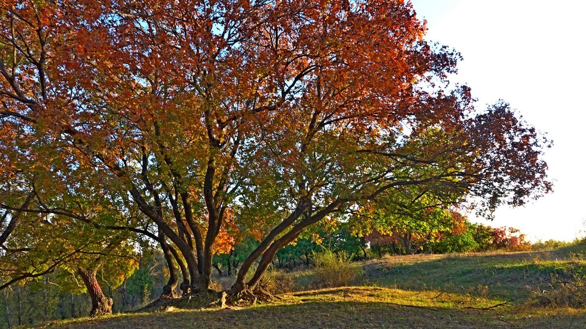 内蒙古代钦塔拉五角枫生态景区
