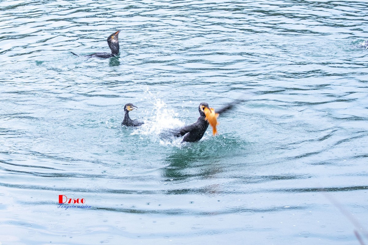 三月下江南——楠溪江狮子岩（7）